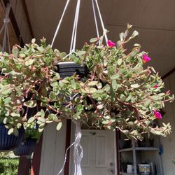 Plant Hangers/ Colgadores De Plantas 