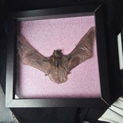 Oddity and curiosities Frame 