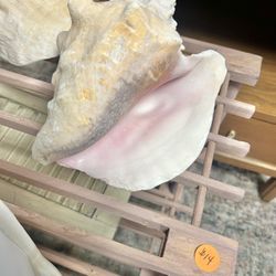 New Conch Shell 