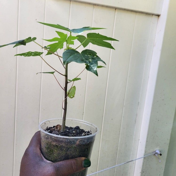 brazilian papaya seedling plants