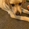 Maggie