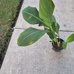 Canna Lilis Plants