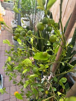Calamansi plant