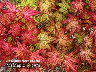 ‘Peaches and Cream’ variegated Japanese maple tree