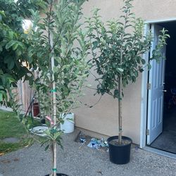 Red And Green Apple Tree