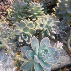 Ghost Plant Succulents 