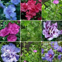 Mix colors rose of sharon plants$6-$8 Each plant