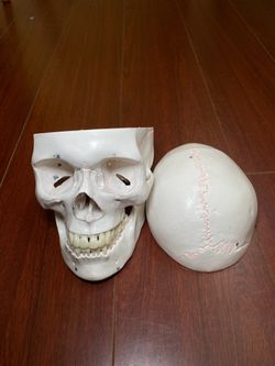 Human Anatomical Skull Model – Great for Anatomy & Science Students