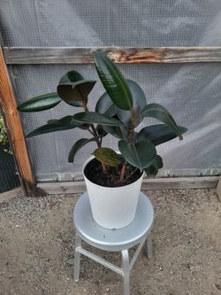 Burgundy Rubber Plant 10" Nursery Pot