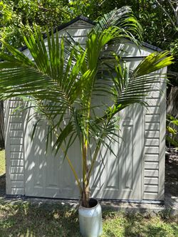 Coconut  Palm Tree 6 feet tall