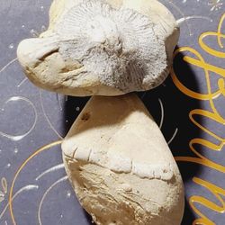 PAIR OF AWESOME UNKNOWN FOSSILS SUPER COOL!!