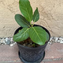 Ficus Audrey tree