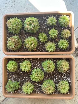 Haworthias