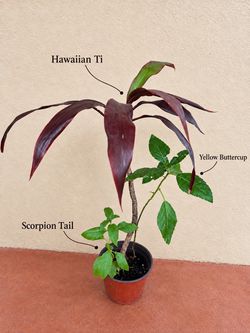 Hawaiian Ti Plant with Scorpion Tail & Yellow Buttercup — 3 Plants in One