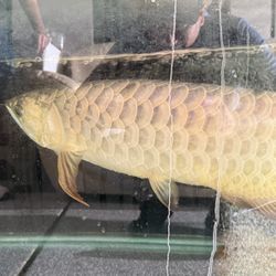 Fish Tank  350g Aquarium 