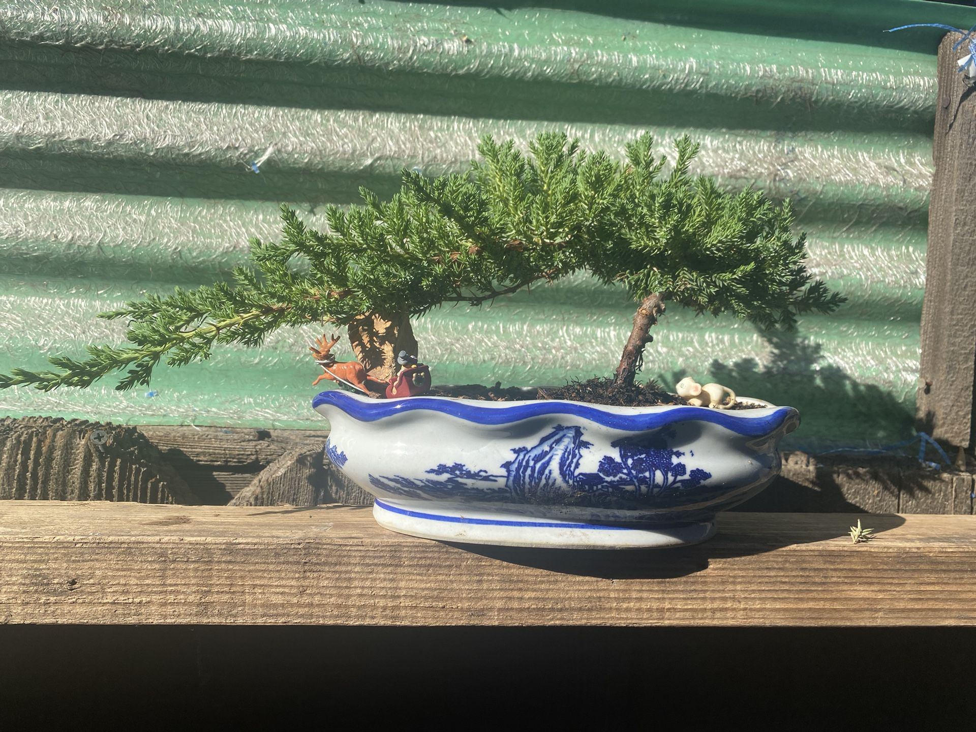 Bonsai Plants For Sale $50 Each Furman Price