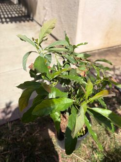 Avocado plant