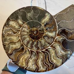 8” Split Half Ammonite Pair - Madagascar Polished w Crystals 
