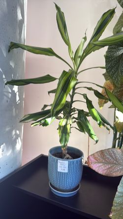 Dracaena Marley