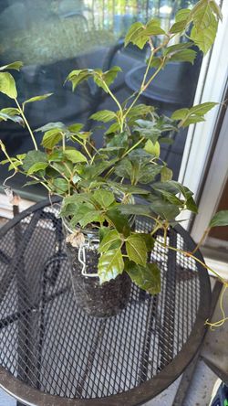 Plant