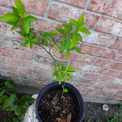 Muicle Plant