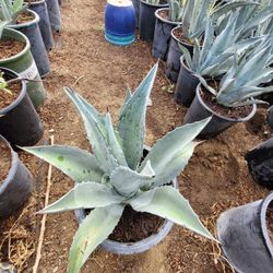 Agave