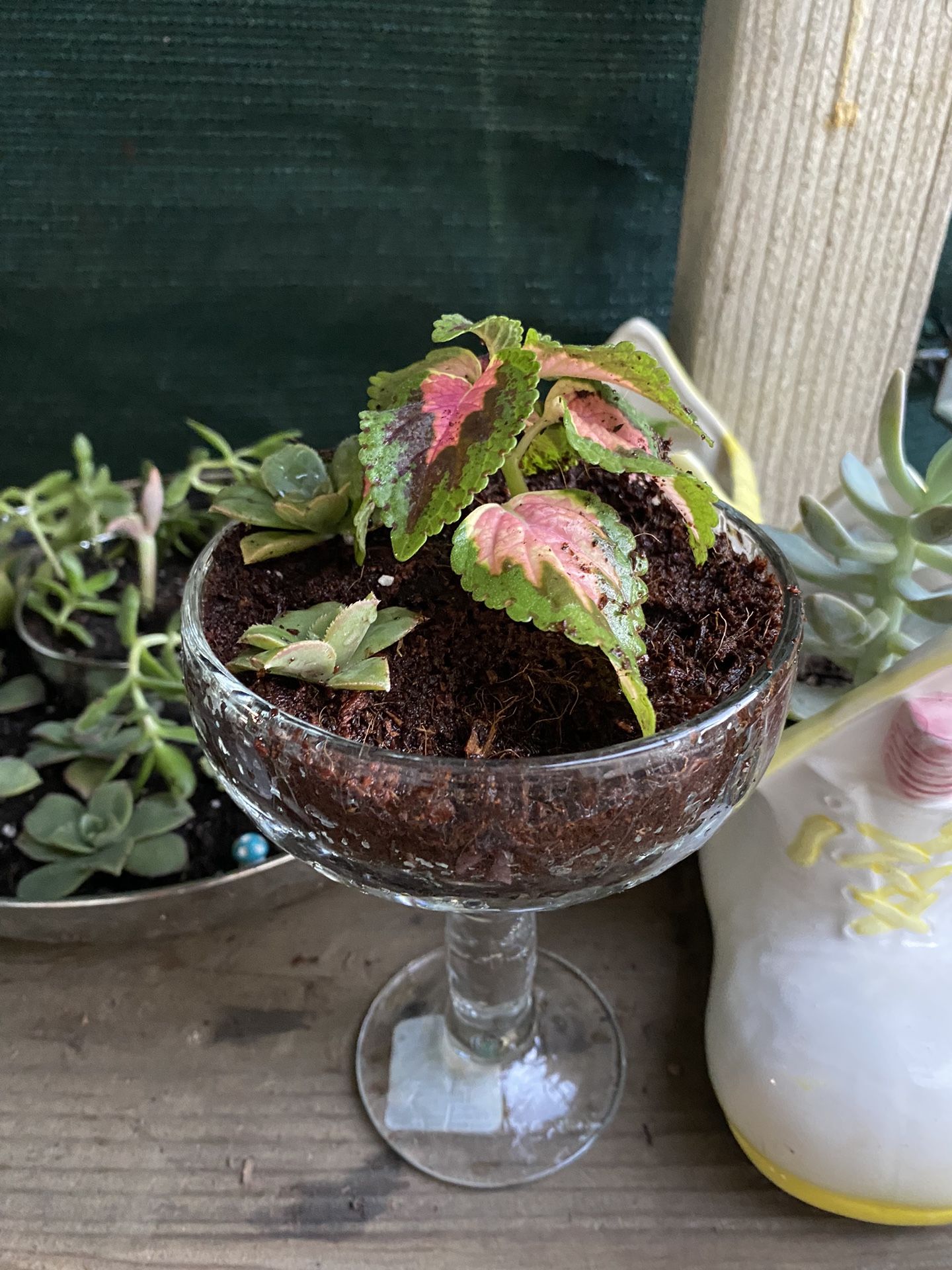 plant w/ glass for Sale in Calimesa, CA OfferUp