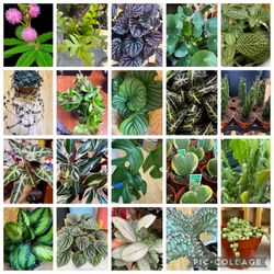 New Indoor Outdoor Plants Arrived $10-30