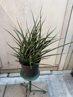 8” sansiveria fernwood