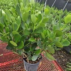 clusias  About  3 feet tall Instant Privacy Hedge For Fence Green Full 