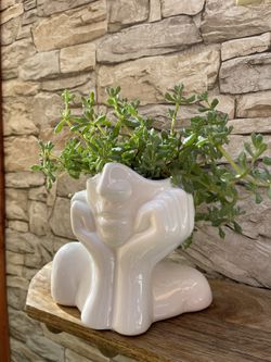 Succulent "Pink Ice" House Plant In 6"H Head Planter Pot.