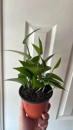 Pothos