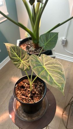 Elephant ear plant