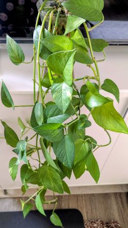 Golden Pothos (propogated)