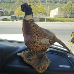 Pheasant mount (real)