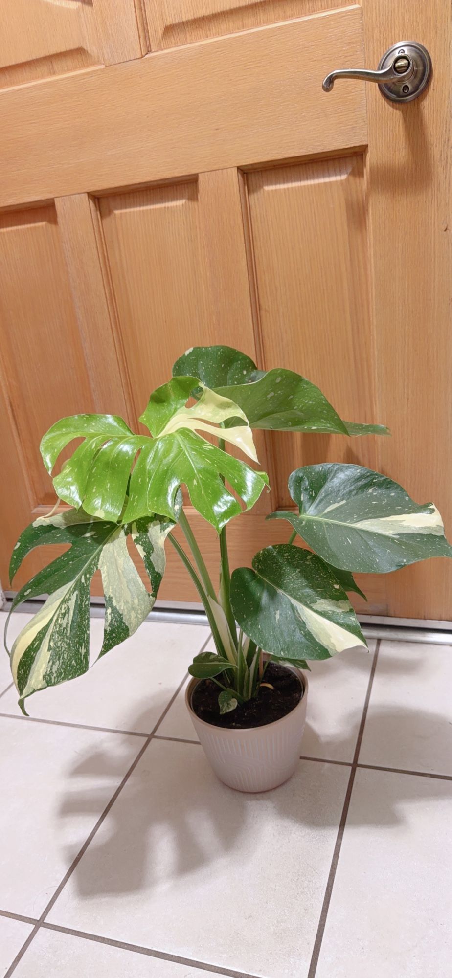 Beautiful Thai Constellation Monstera