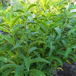 NIGHT BLOOMING JASMINE PLANTS 3GL $15