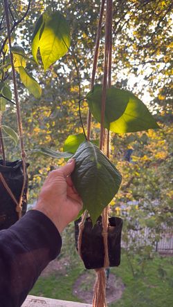 Banisteriopsis caapi