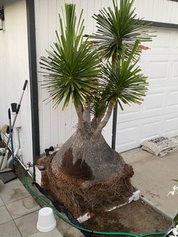Elephant foot plant