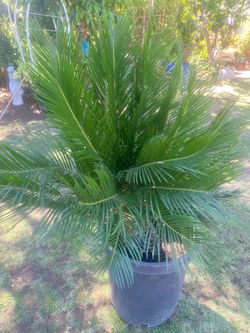 Sago Palm
