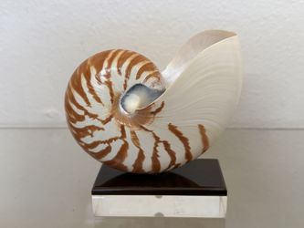 Natural Nautilus pompilius shell featuring a natural logarithmic spiral shape  on a stand