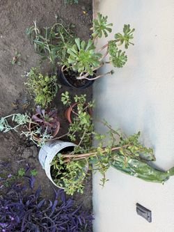 Assorted Potted Succulents and Plants