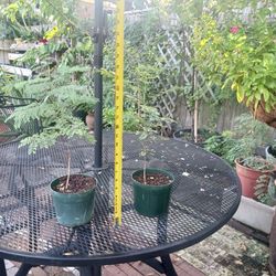 Plant Sale - Pride of Barbados (Medium)