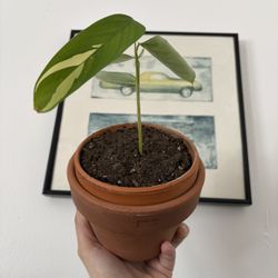 Variegated Arrowhead Maranta 