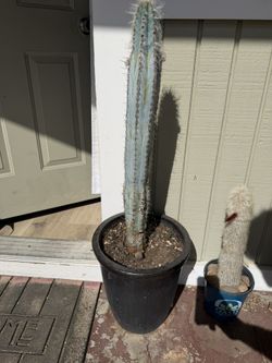 blue torch cactus