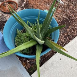 Aloe Plants !! Not Free 