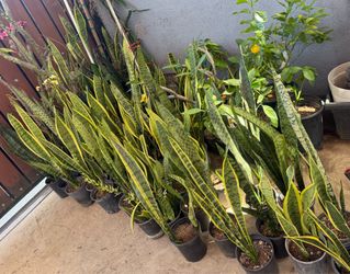 Snake plant plant