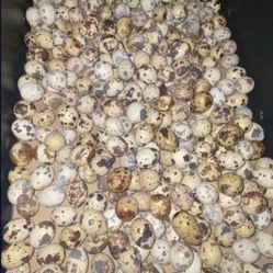 Quails Eggs