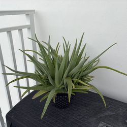 Aloe Vera Plant
