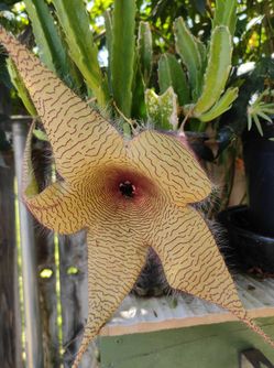 Cactus
